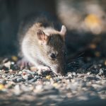 Hantavirus: convivir con la realidad en medio del riesgo