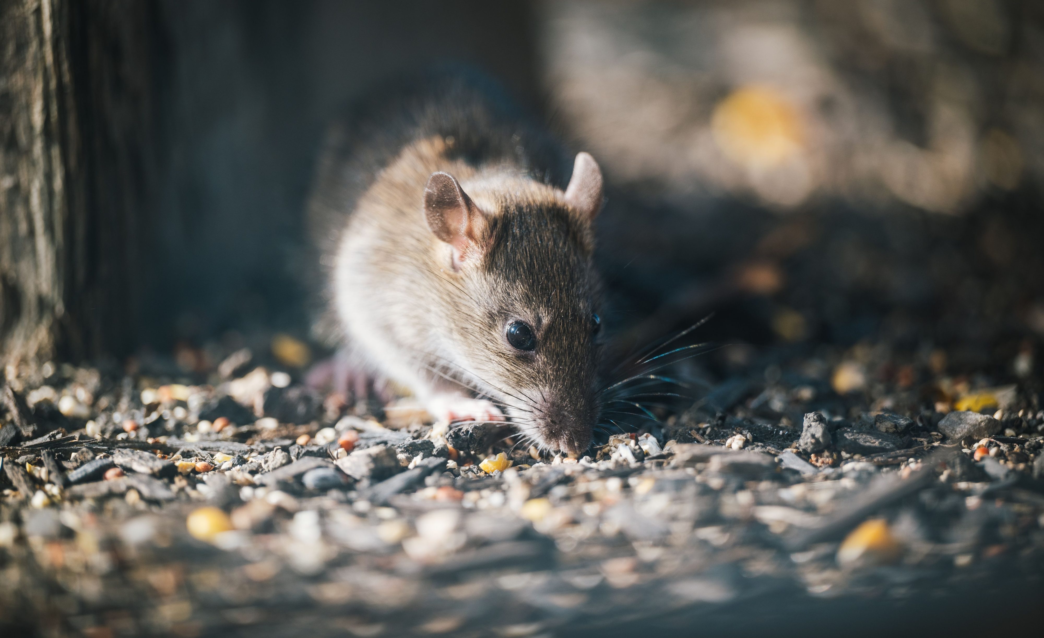 Hantavirus: convivir con la realidad en medio del riesgo