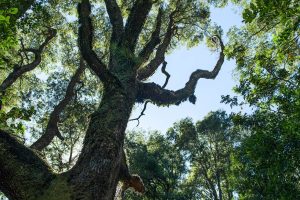 Municipio de Valdivia se querella por tala y sustracción de madera nativa en Santuario Llancahue