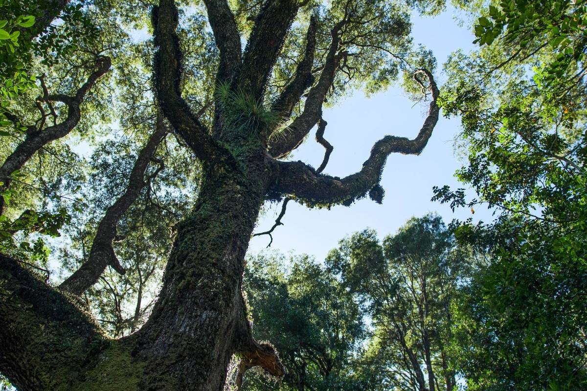 Municipio de Valdivia se querella por tala y sustracción de madera nativa en Santuario Llancahue