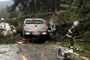 Dos personas mueren tras caída de árbol que impactó contra camioneta en Panguipulli