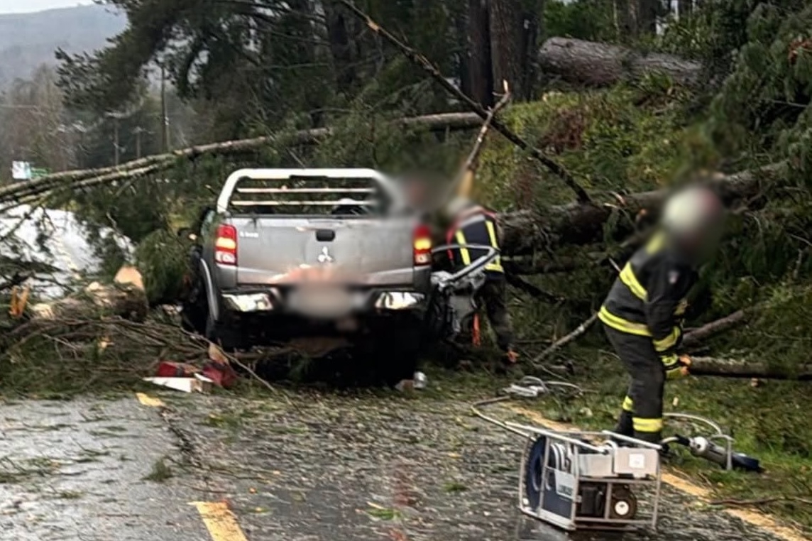 Dos personas mueren tras caída de árbol que impactó contra camioneta en Panguipulli