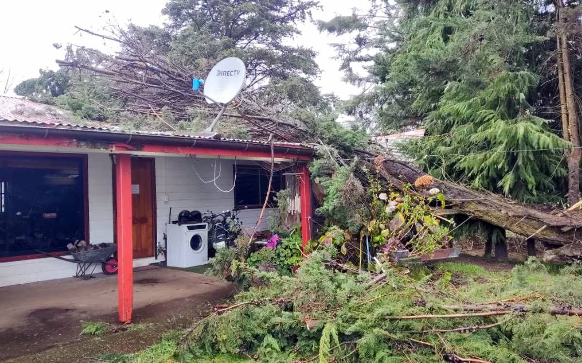 Árbol cae sobre vivienda en Valdivia por sistema frontal: Llevaría 18 horas allí