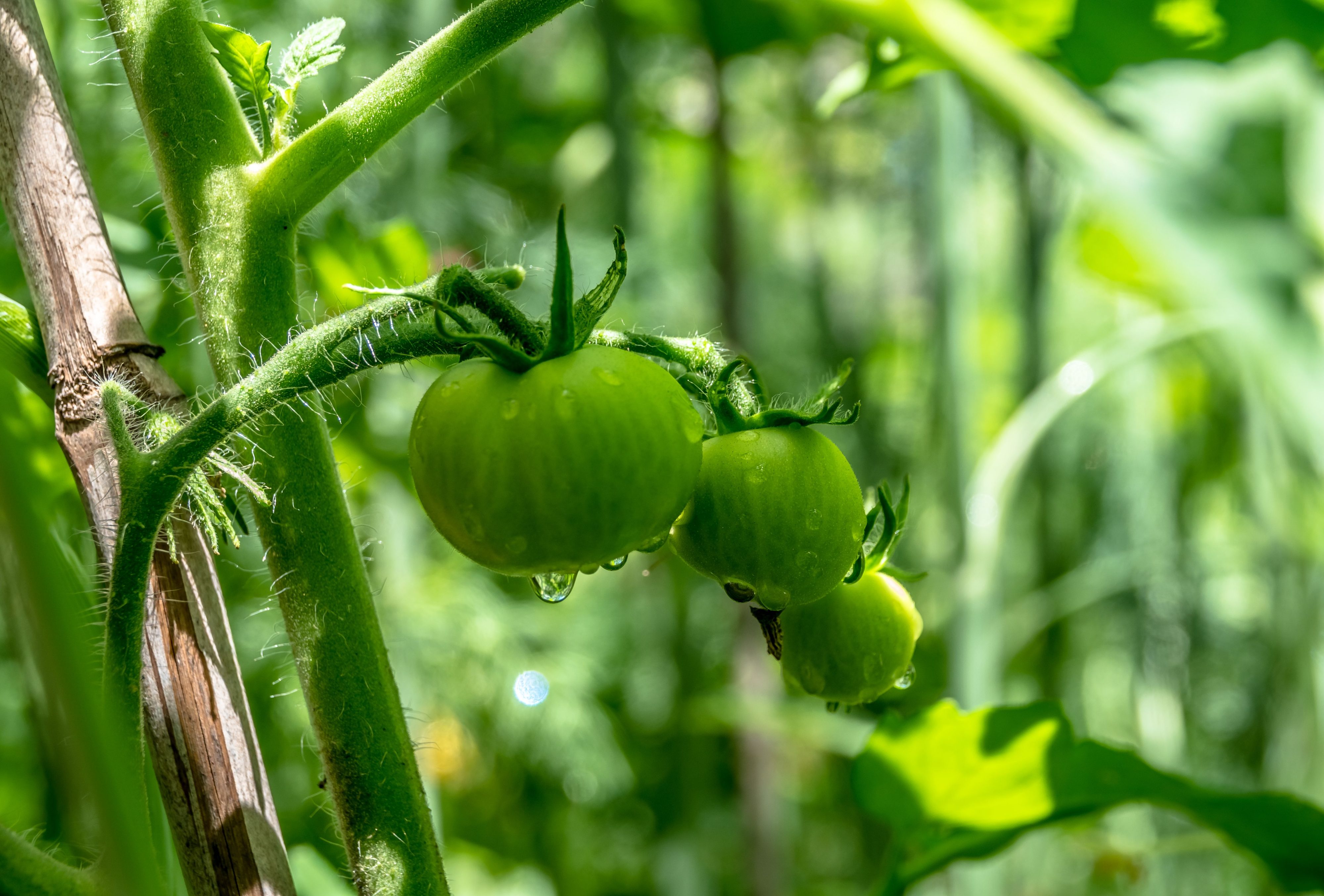 Por $600 millones: Agricultores de Los Ríos podrán postular a tres concursos de iniciativas de riego