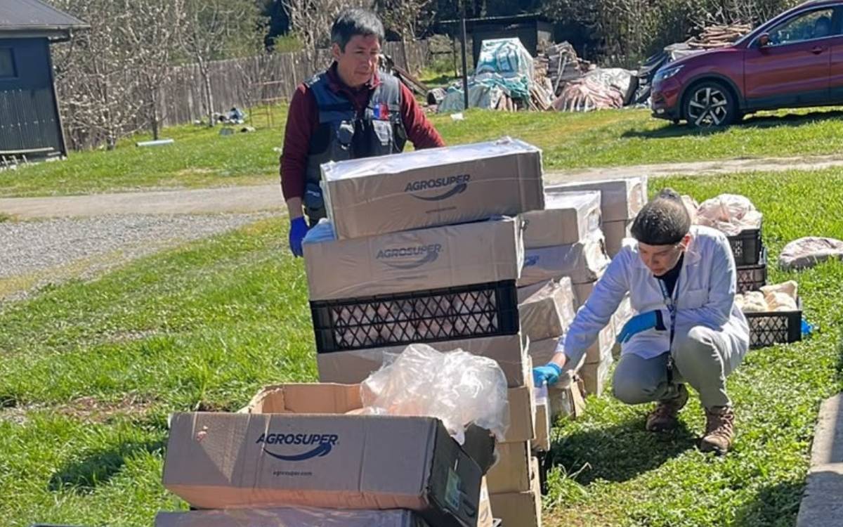 Decomisan más de una tonelada de carne vencida en fiscalización sanitaria en Mariquina