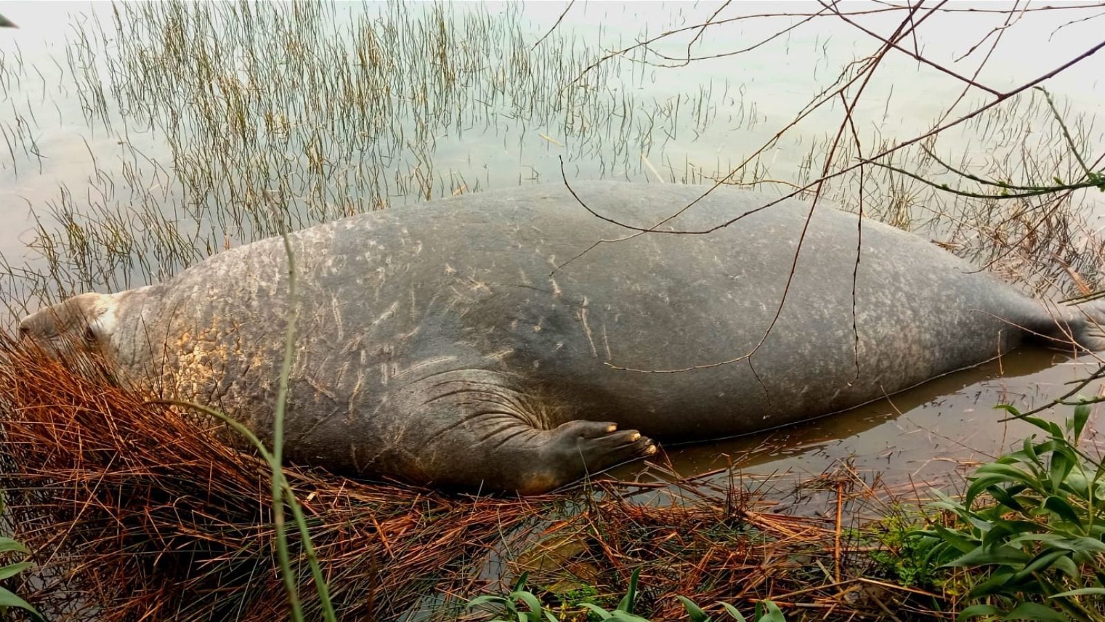 Avistan elefante marino de cuatro metros en la ribera del río Valdivia
