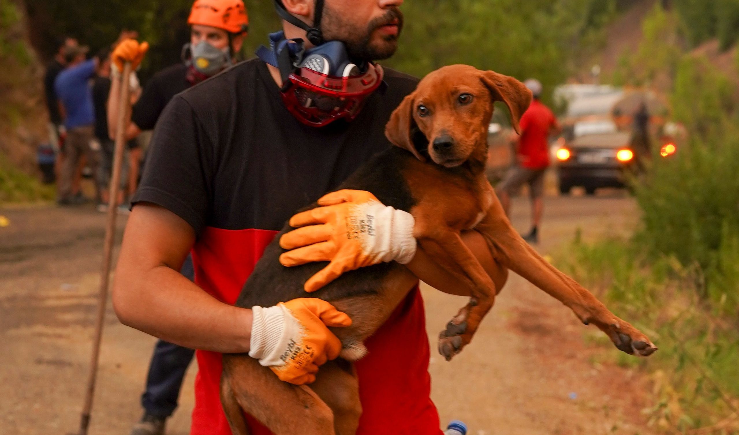 ¡La dimensión animal en nuestro hogar salva vidas!