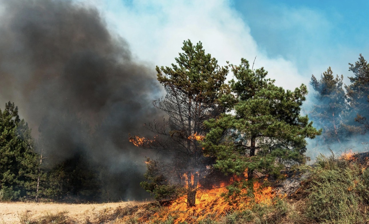 Anticipan una temporada de alto riesgo de incendios forestales en Valdivia y anuncian medidas preventivas