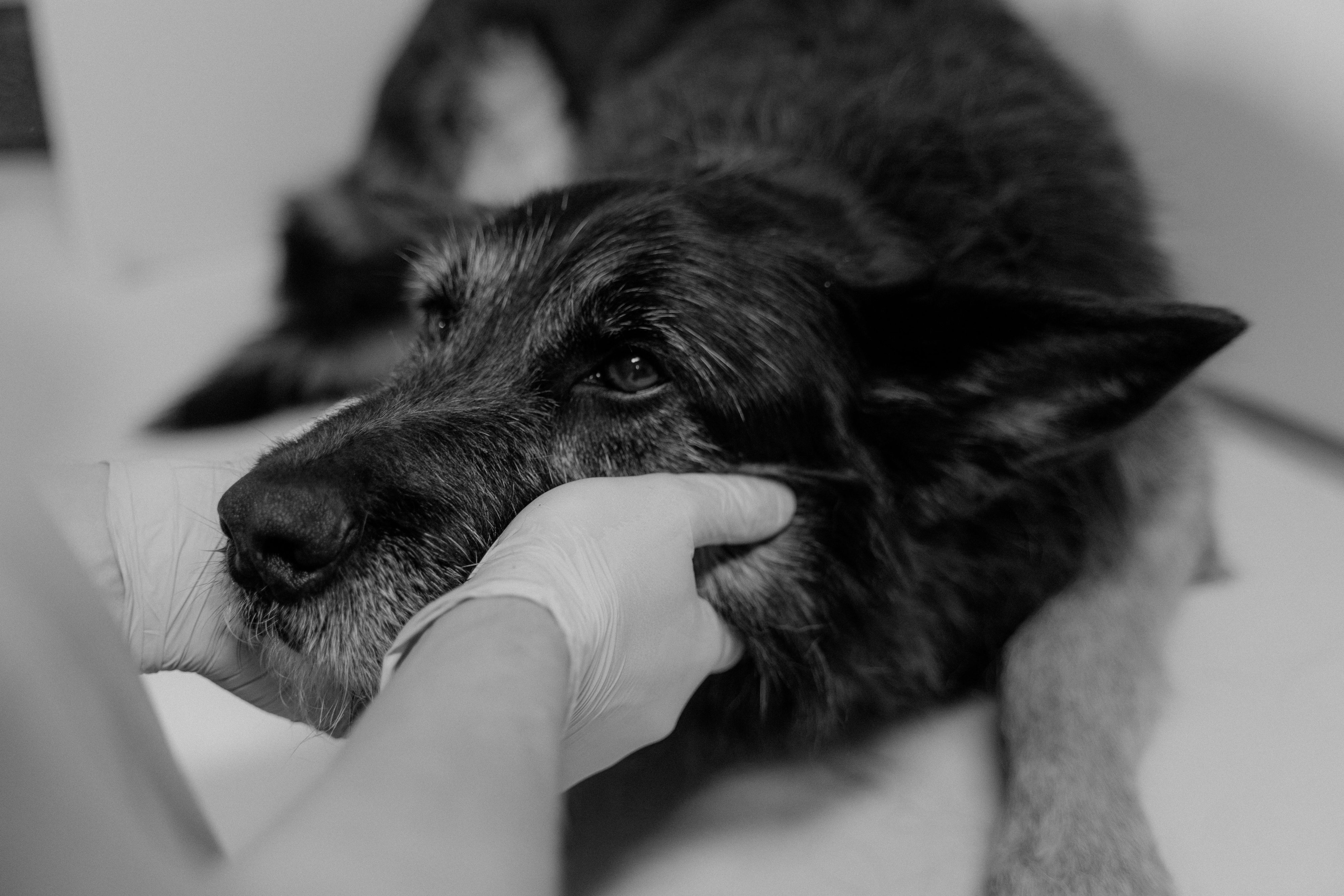 Una Salud para una región que vive de sus animales