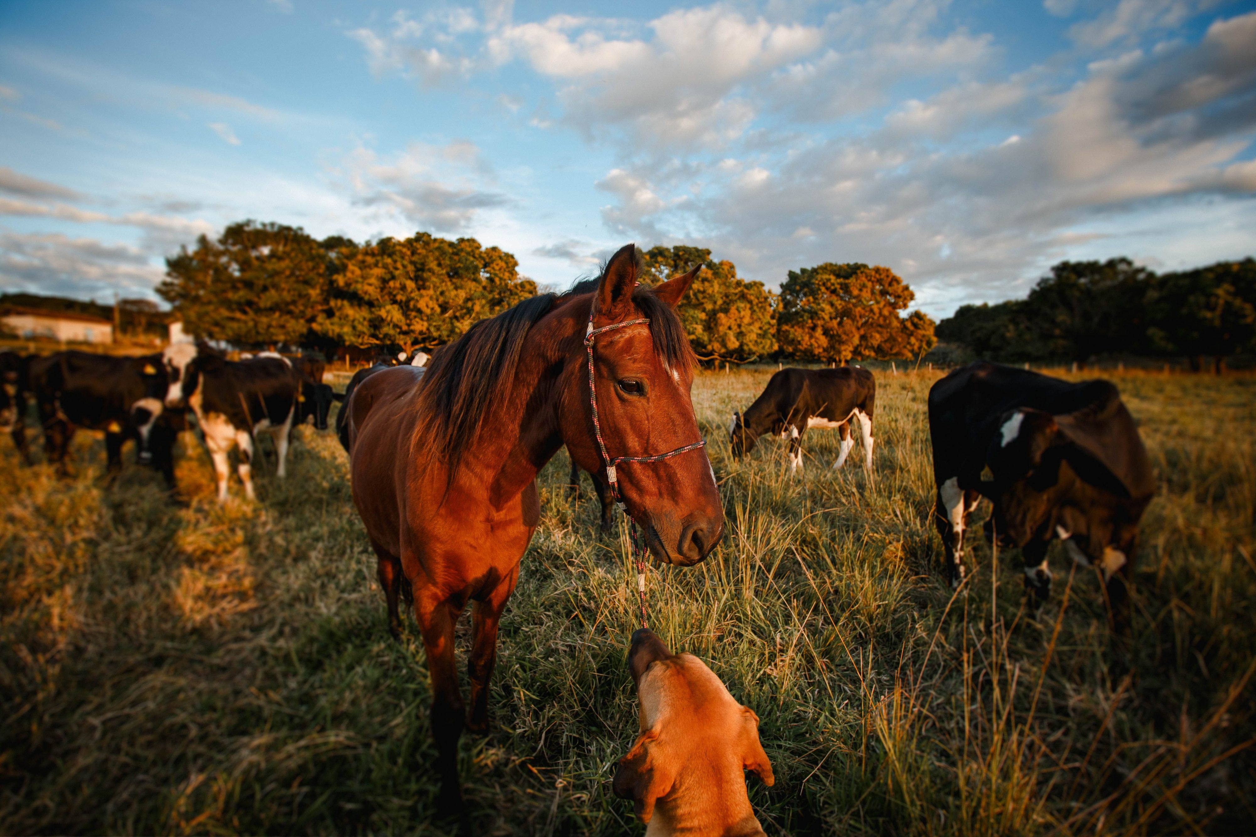 Una Salud para una región que vive de sus animales