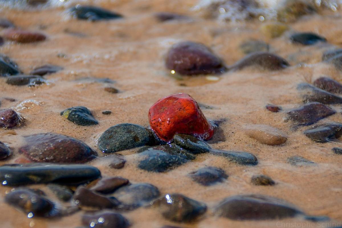 Los Ríos entra en emergencia preventiva por riesgo de marea roja